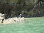 Golf von Phang Nag Seakayak  Fischreiher (TH).